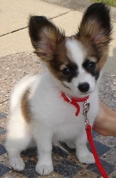 Papillon
