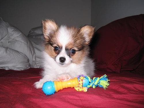 Papillon