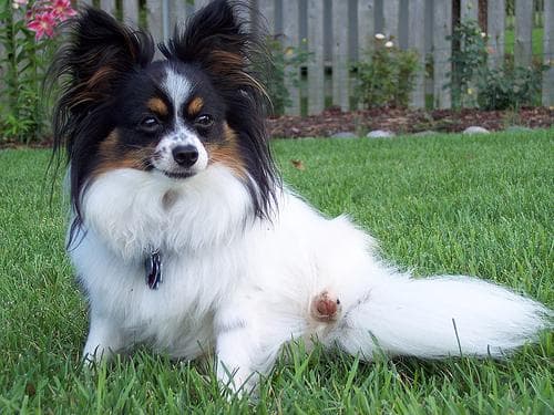Papillon