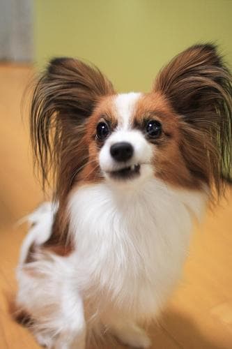 Papillon