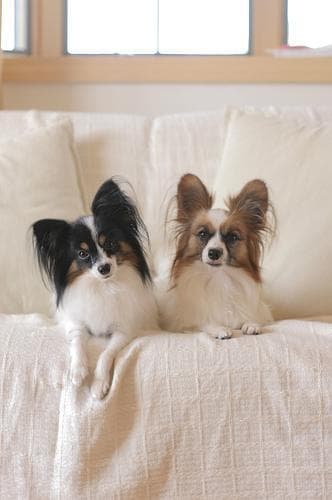 Papillon