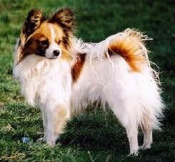 Papillon