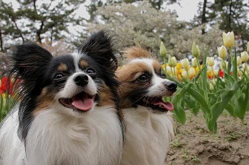 Papillon