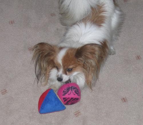 Papillon