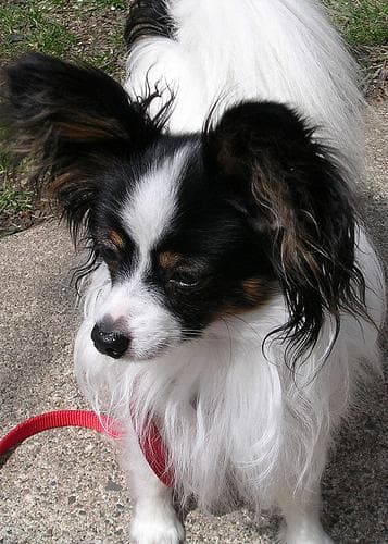 Papillon