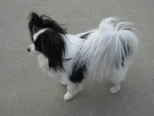 Papillon
