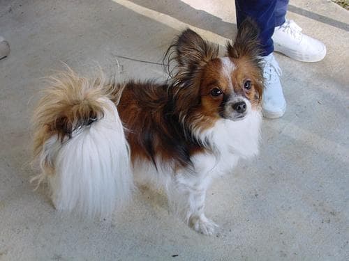 Papillon