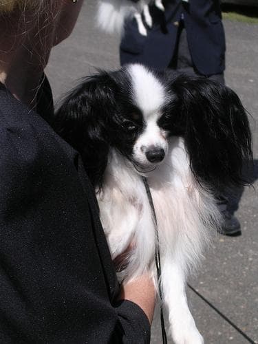 Papillon