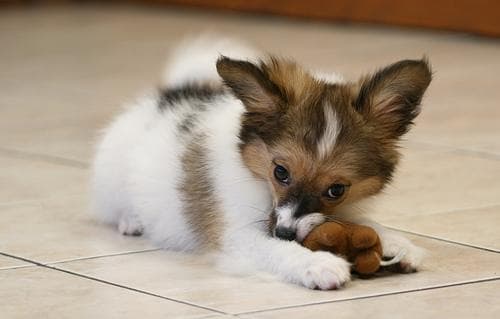Papillon