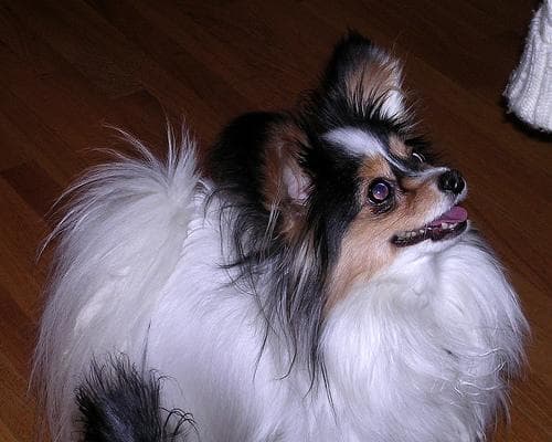Papillon