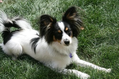 Papillon