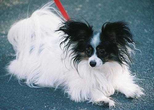 Papillon