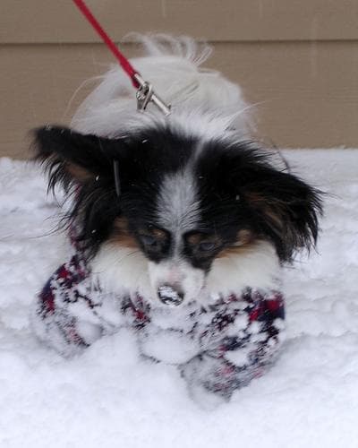 Papillon