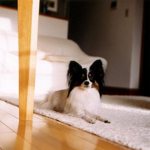 Papillon