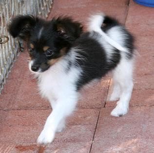Papillon
