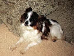 Papillon