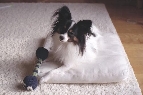 Papillon