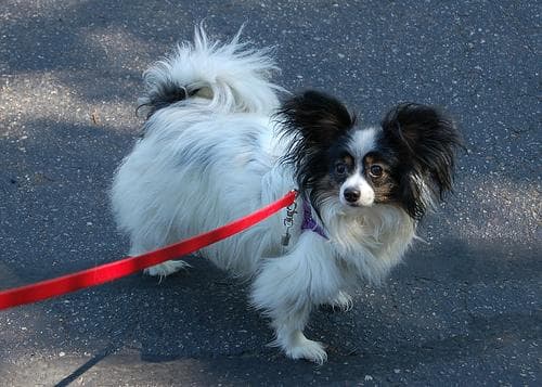 Papillon