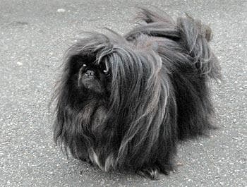 Pekinese
