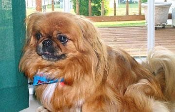 Pekinese