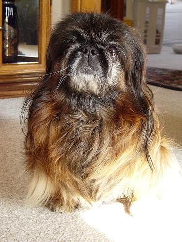 Pekinese