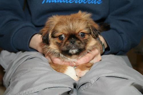 Pekinese