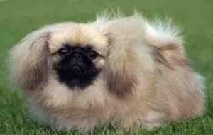 Pekinese