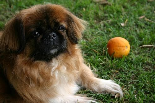 Pekinese