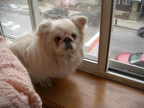 Pekinese