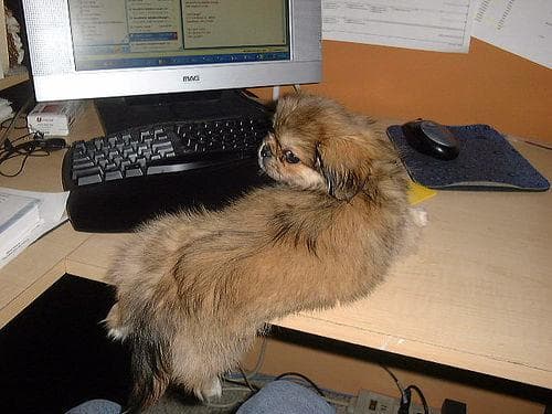 Pekinese