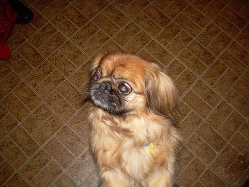 Pekinese