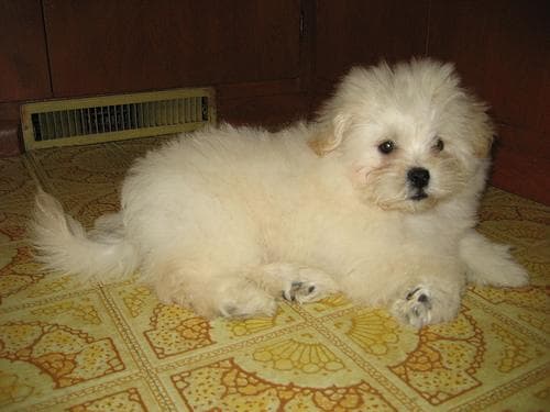 Pekinese