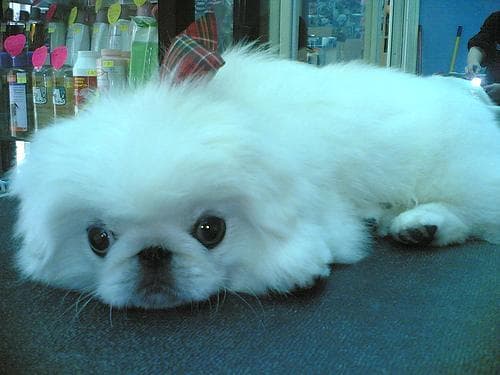 Pekinese