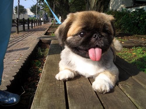 Pekinese