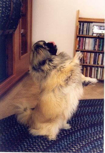 Pekinese