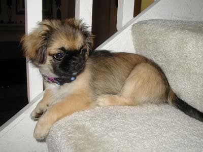 Pekinese