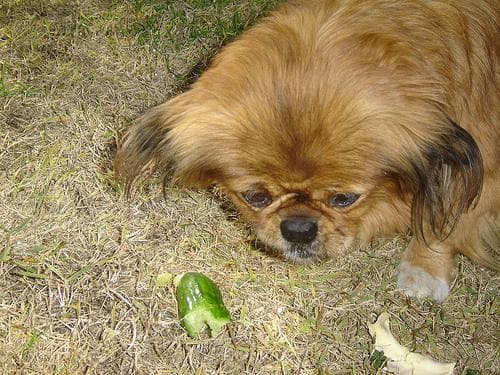 Pekinese