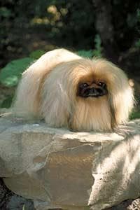 Pekinese