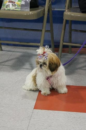 Pekinese