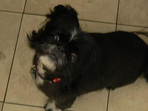 Pekinese