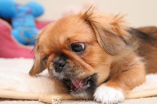 Pekinese