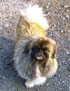 Pekinese