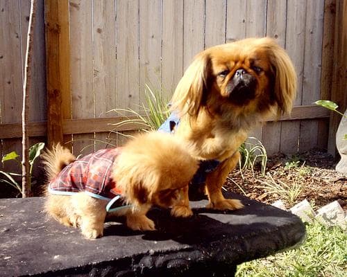 Pekinese