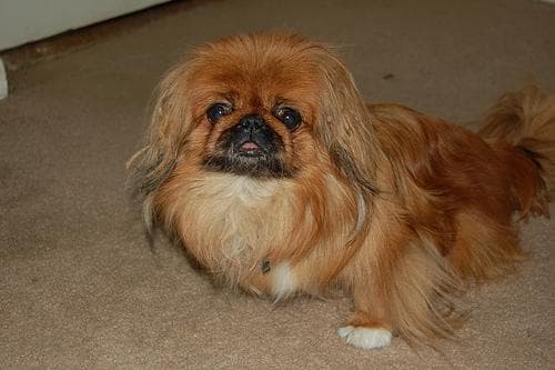 Pekinese