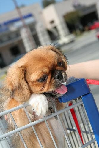 Pekinese