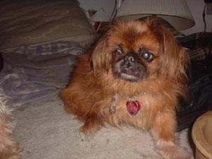 Pekinese