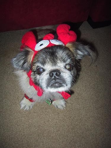 Pekinese