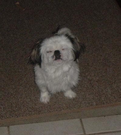 Pekinese