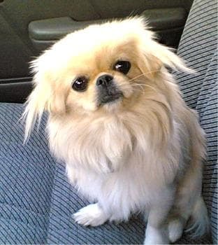 Pekinese