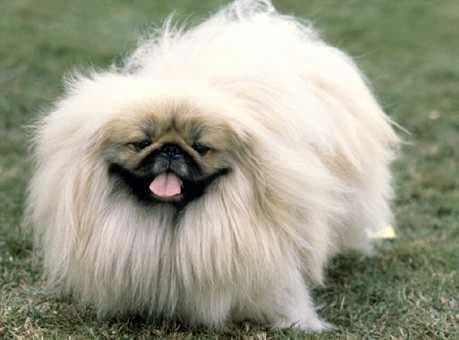 Pekinese